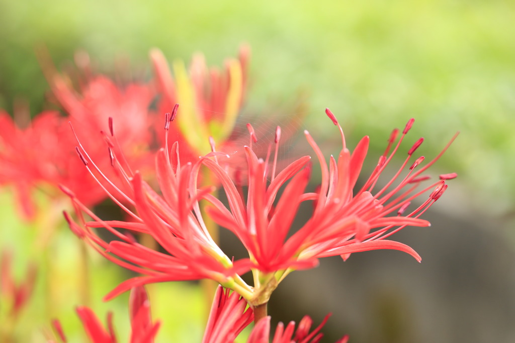 咲き始めの曼珠沙華