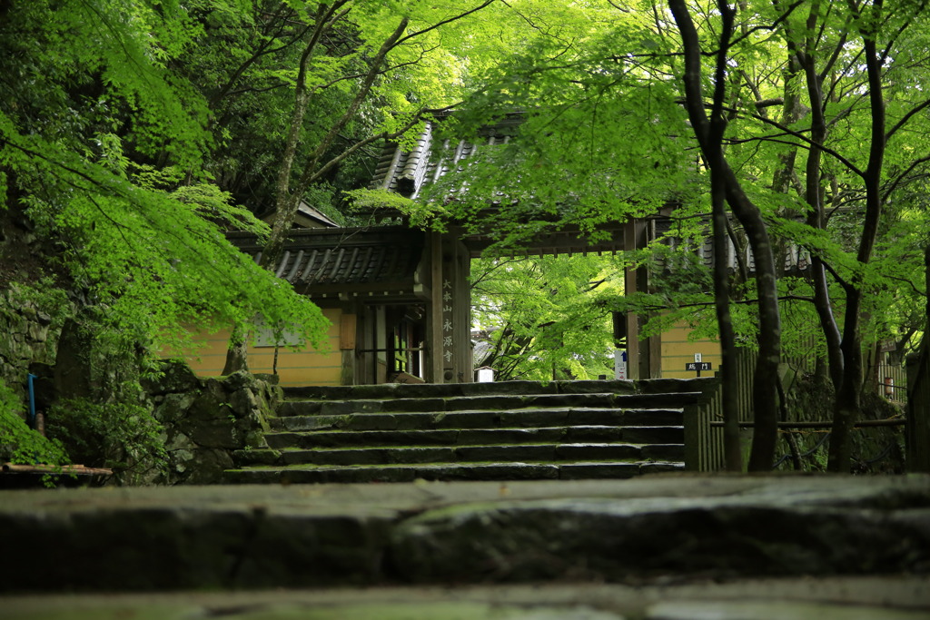 青紅葉の総門