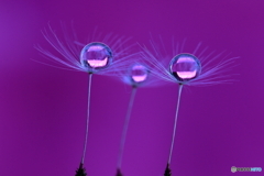 紫水晶～dropsチャレンジ