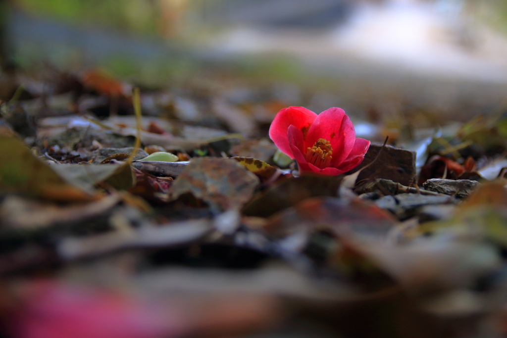花一匁