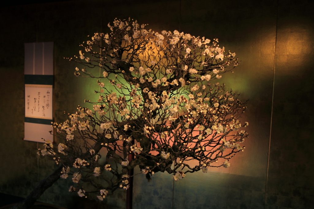 第66回長浜盆梅展③