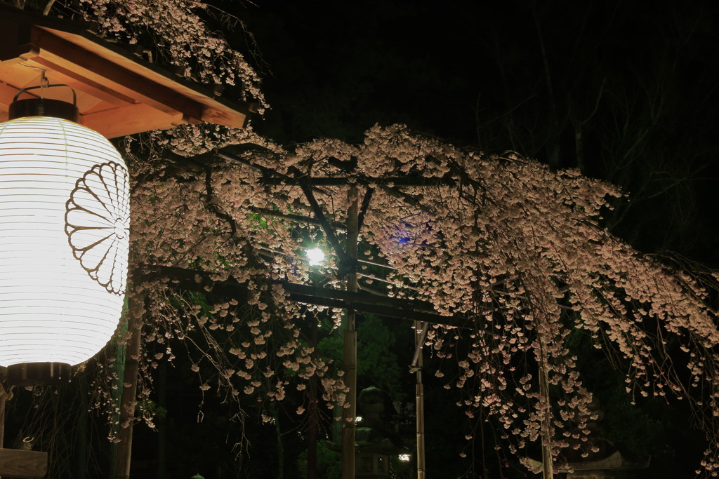 提灯と枝垂桜