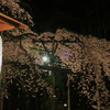 提灯と枝垂桜