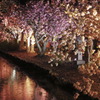 平成最後の桜