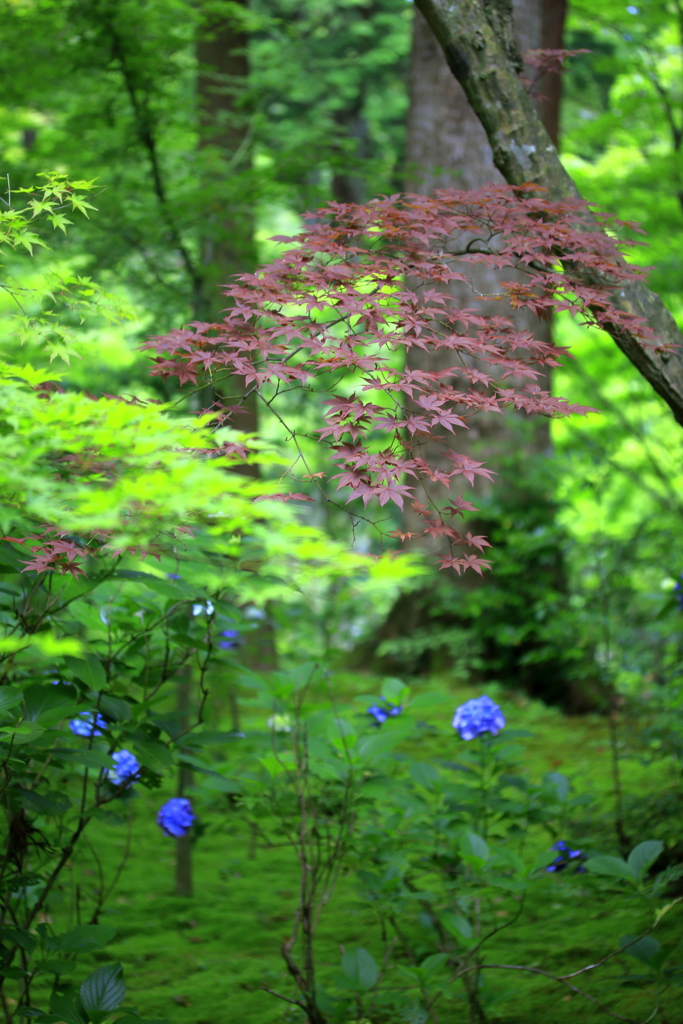 紅葉と紫陽花