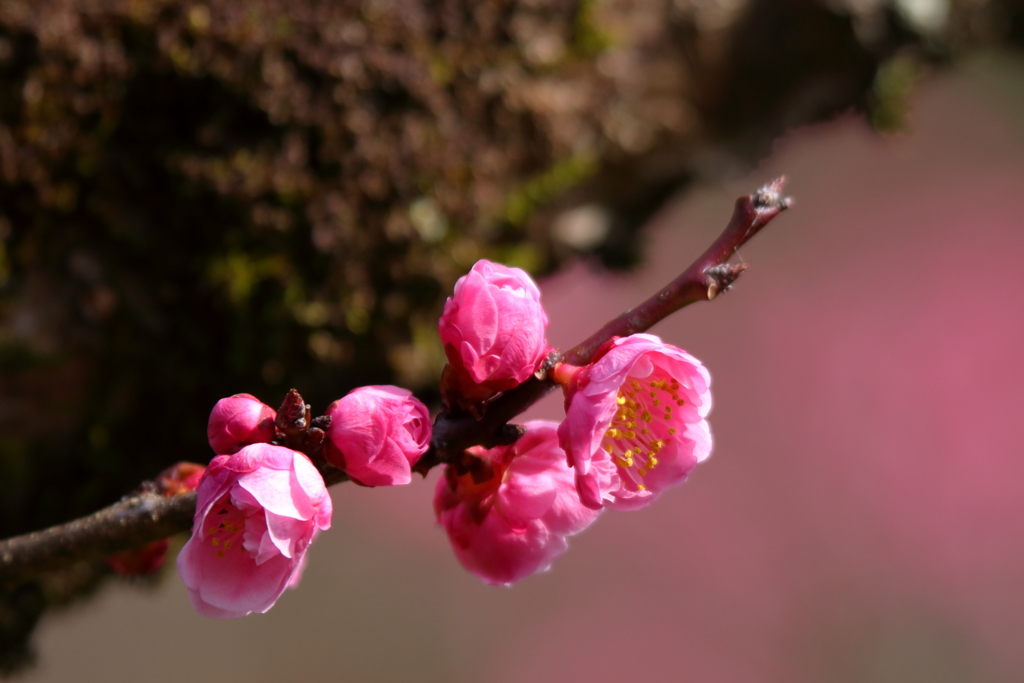梅花