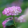 紫陽花②