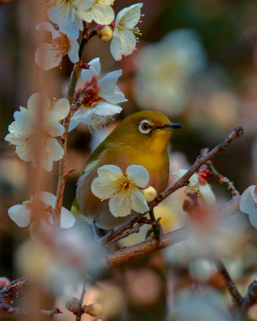 花鳥風月・花目白