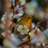 花鳥風月・花目白