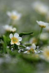 居醒の清水に咲く花②