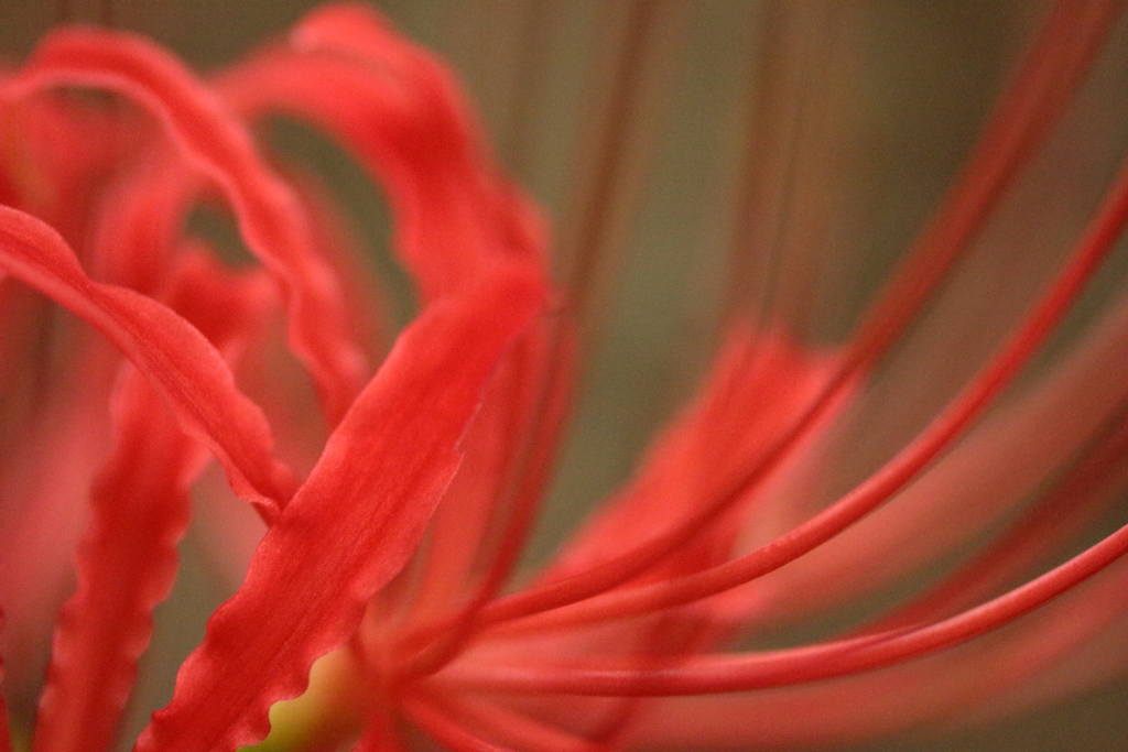 1,000を超える異名の花