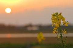 夕日に照らされて～菜の花