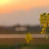 夕日に照らされて～菜の花