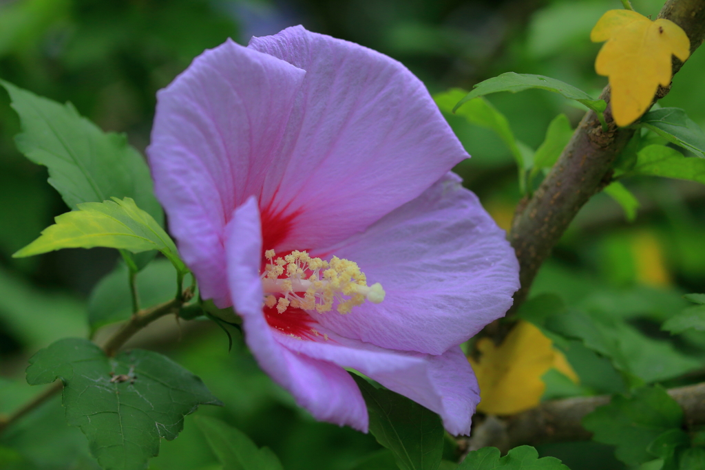 公園の花