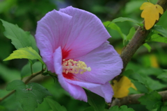 公園の花