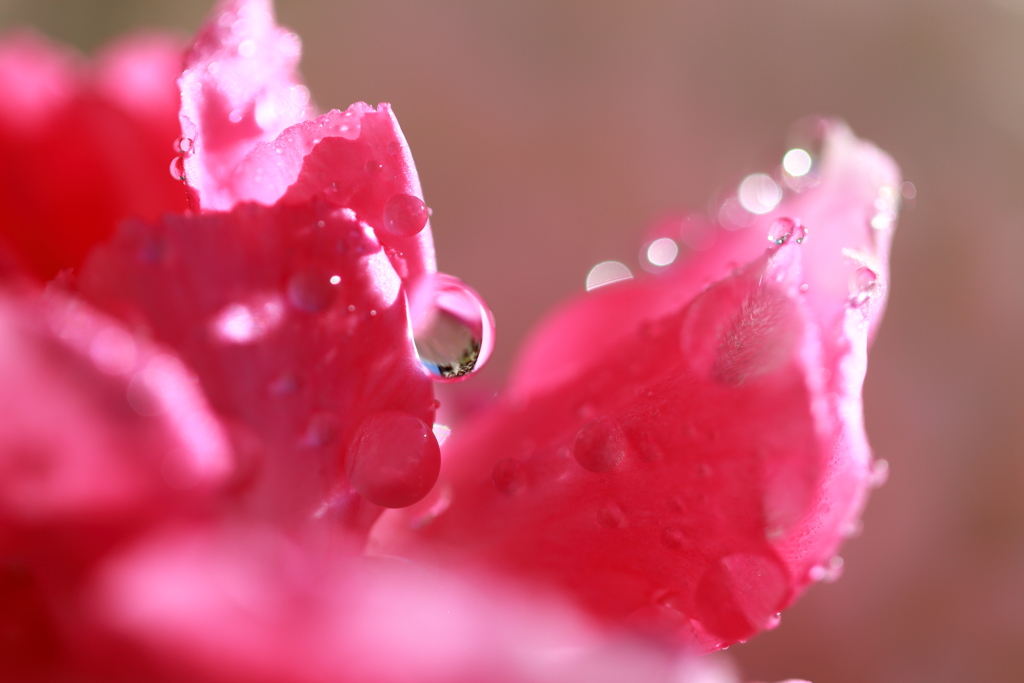 drops～何もしない休日の朝に
