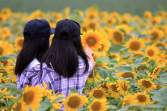 向日葵畑探検隊