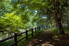 大蛇ヶ淵の遊歩道