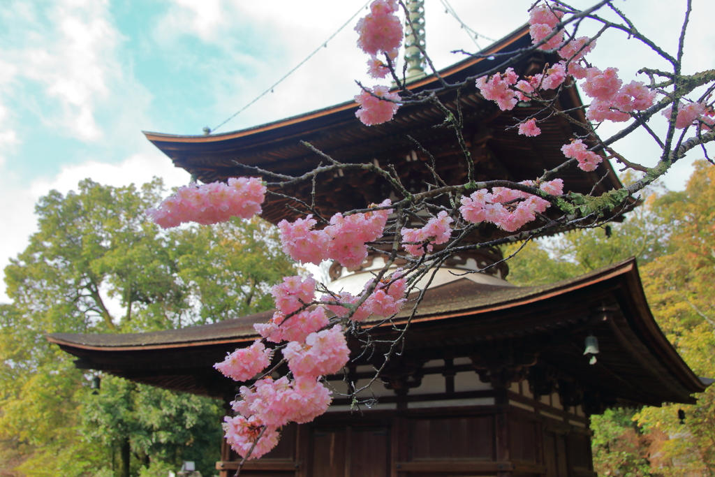 花だより