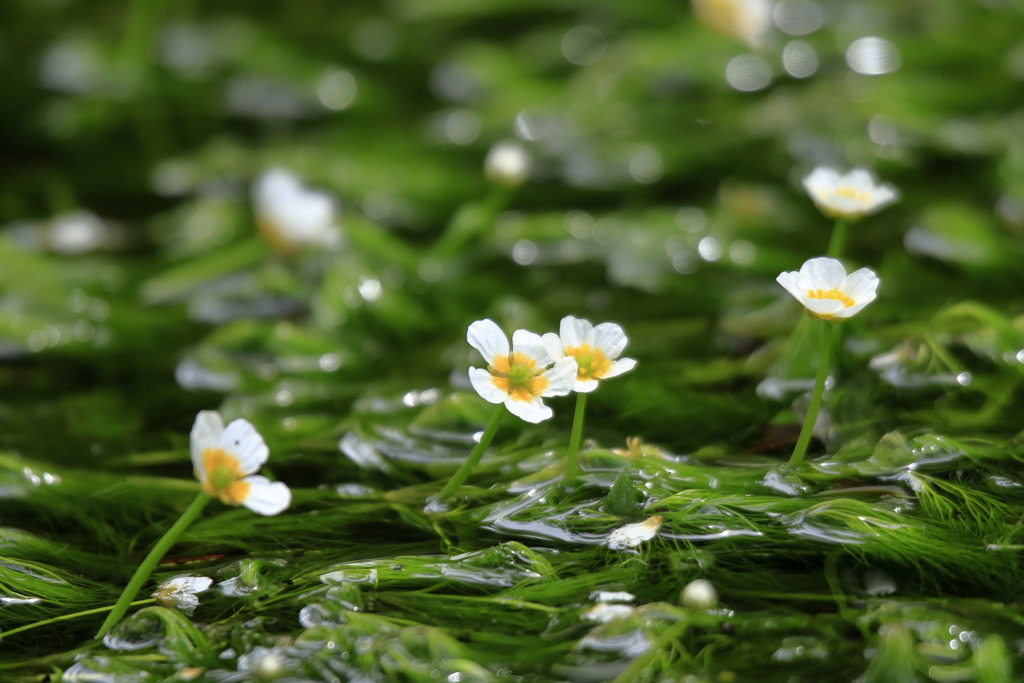 居醒の清水に咲く花①