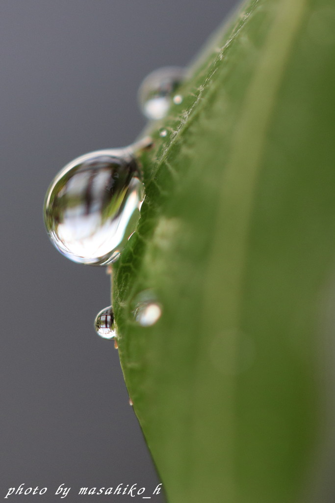 雨上がりの朝に