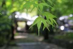 青紅葉と山門