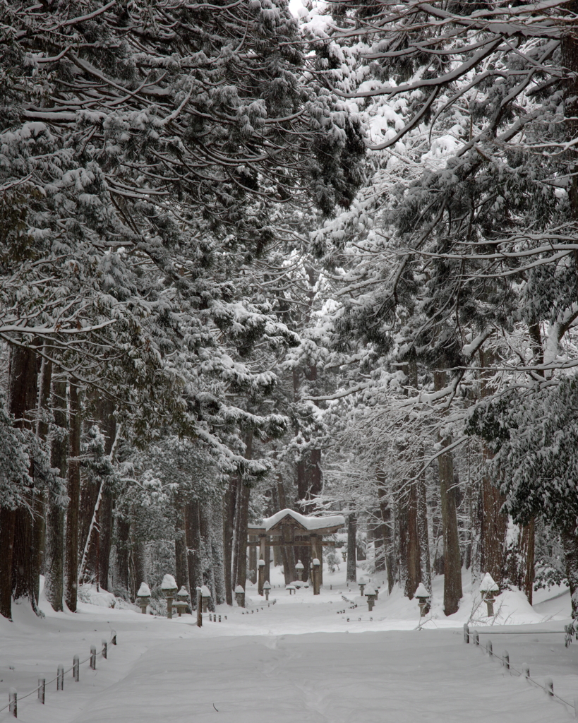 雪参道