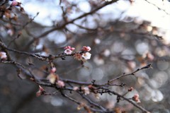 小さい春み～つけた！