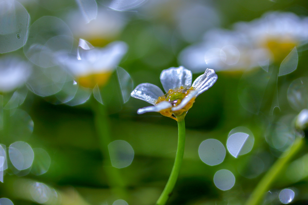 Fairy