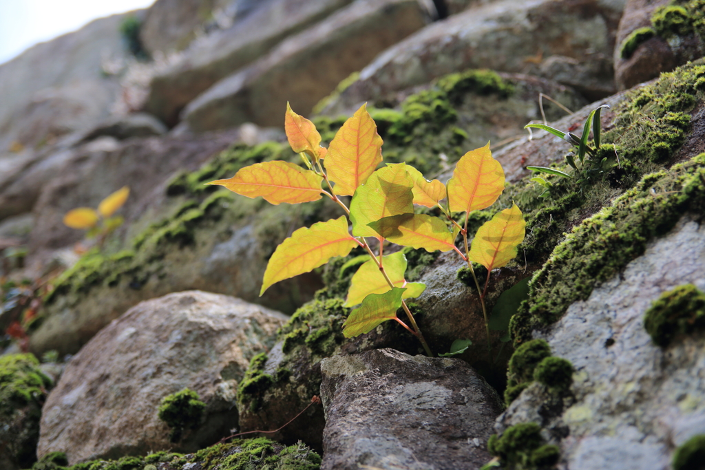４１０年目の石垣