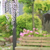 藤棚