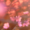 春を待ちわびて②