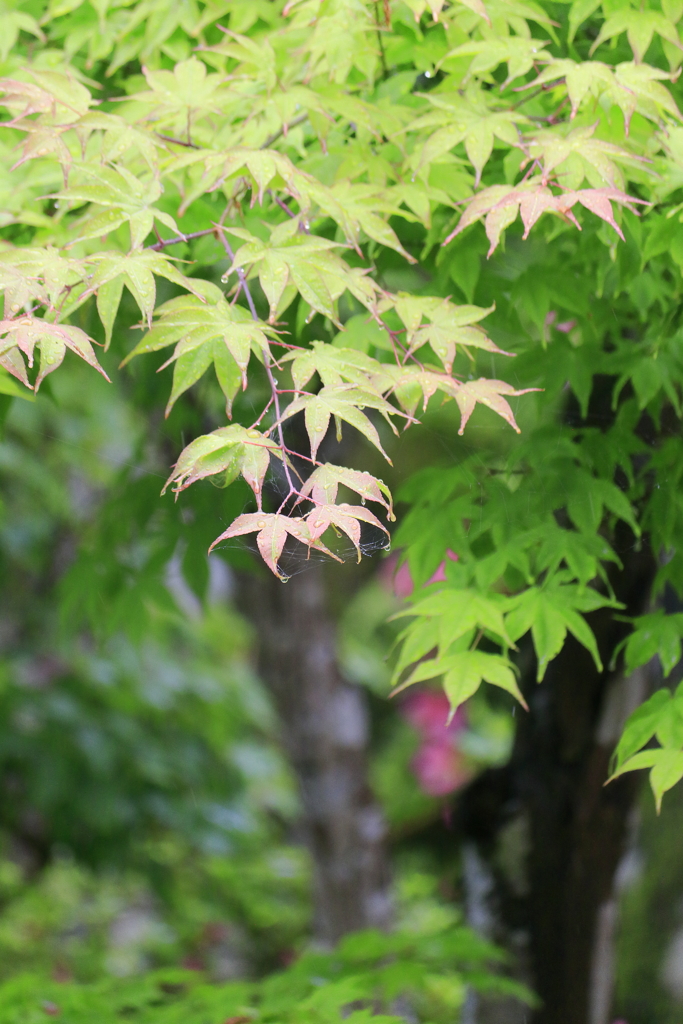 紅葉