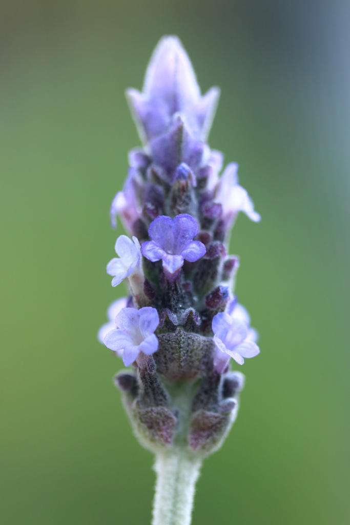 Lavender