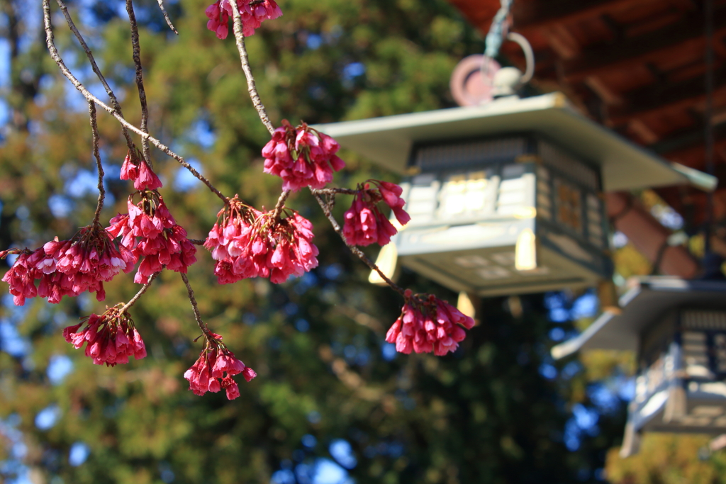 佐々木さんの寒緋桜①