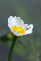 居醒の清水に咲く花④