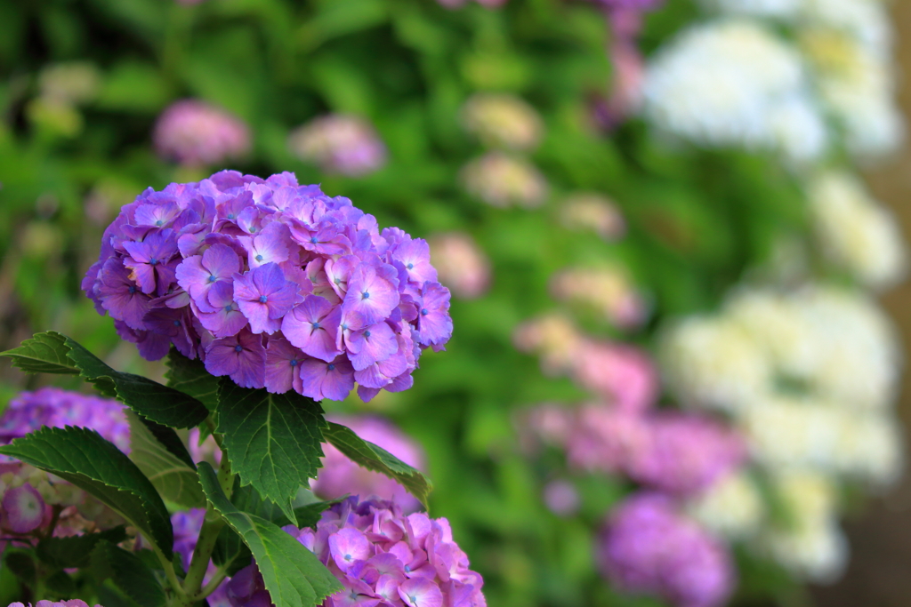 紫～紫陽花