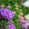 紫～紫陽花