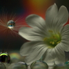 M's drops（３）