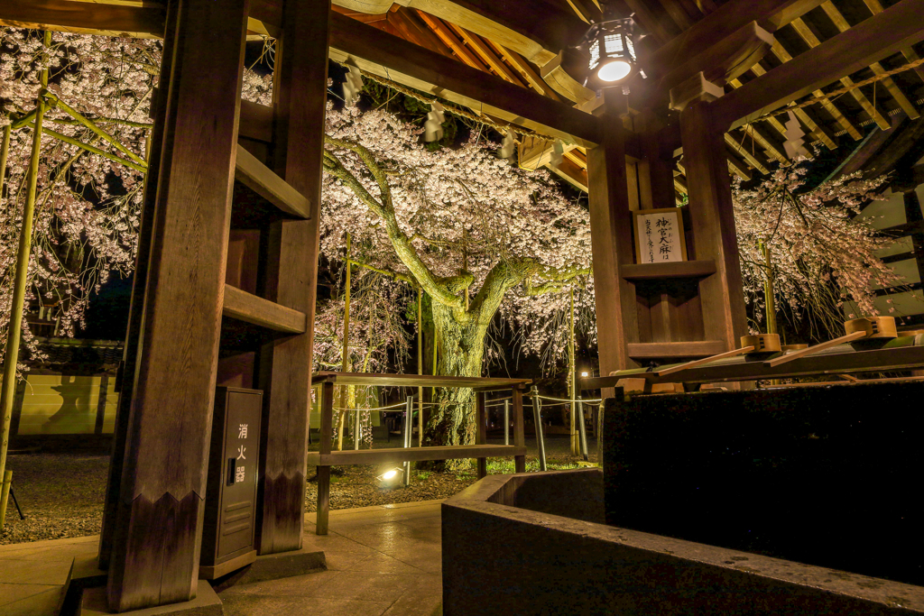 桜の見える手水舎にて