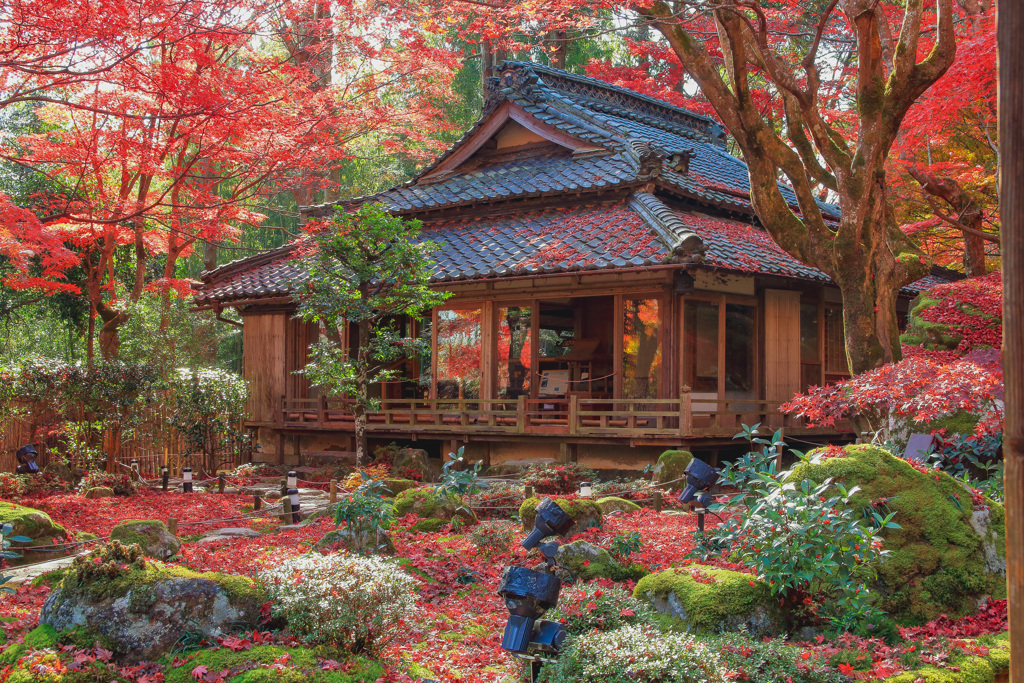  Temple of autumn leaves③～本堂