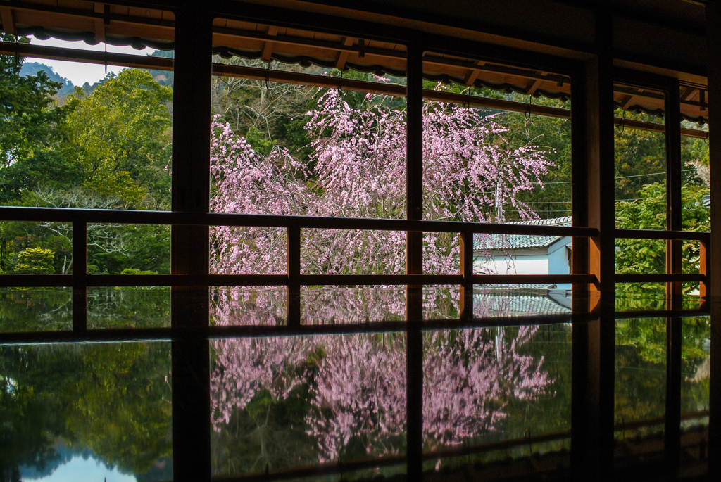 旧竹林院の春②～桜