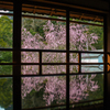 旧竹林院の春②～桜