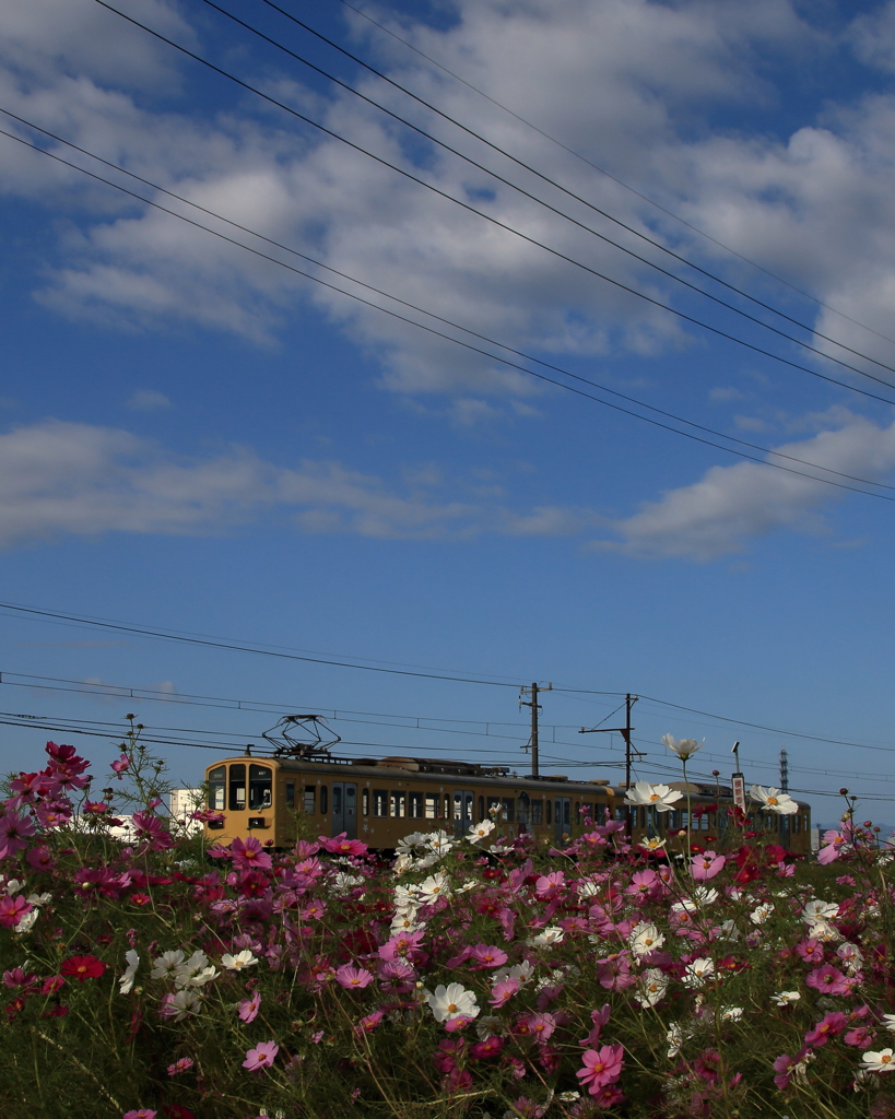 青空と秋桜とガチャコンと