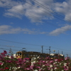青空と秋桜とガチャコンと