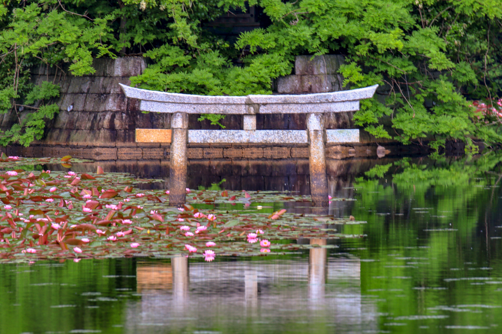 弁天池の沈み鳥居①