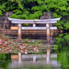 弁天池の沈み鳥居①
