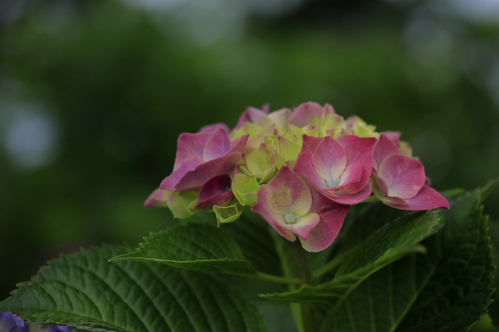 紫陽花の季節～花言葉