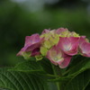 紫陽花の季節～花言葉