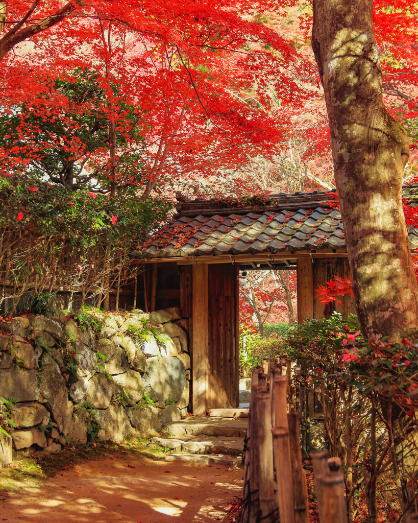 Temple of autumn leaves⑤～山門